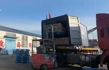 Qinhuangdao Tongyou kartoffelindustri sender 10 containere med eksport af sød kartoffelstivelse til Sydkorea